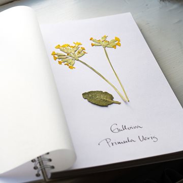 Herbarium-blok